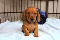 Buddy AKC registrable , a male Miniature Dachshund for sale in Rochester, IN – Photo 1 of 7