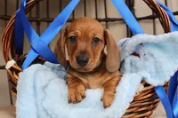 Buddy AKC registrable , a male Miniature Dachshund for sale in Rochester, IN – Photo 2 of 7