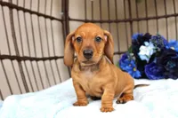 Buddy AKC registrable , a male Miniature Dachshund for sale in Rochester, IN – Photo 6 of 7