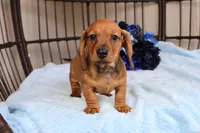 Buddy AKC registrable , a male Miniature Dachshund for sale in Rochester, IN – Photo 4 of 7
