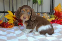 Casper , a male Miniature Dachshund for sale in Rochester, IN – 5 of 8