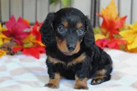 Autumn , a female Miniature Dachshund for sale in Rochester, IN – 4 of 6