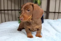 Chili, a male Miniature Dachshund for sale in Rochester, IN – 4 of 7