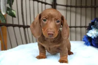 Chili, a male Miniature Dachshund for sale in Rochester, IN – 3 of 7