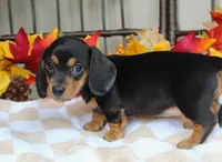 Aspen, a female Miniature Dachshund for sale in Rochester, IN – 3 of 8
