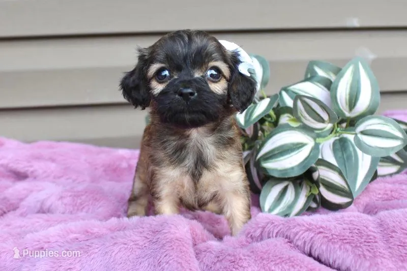 Betsy  – Cavapoo puppy for sale in Liberty, KY