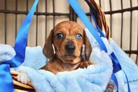 Milo AKC registrable , a male Miniature Dachshund for sale in Rochester, IN – Photo 2 of 7