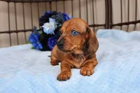 Milo AKC registrable , a male Miniature Dachshund for sale in Rochester, IN – Photo 5 of 7