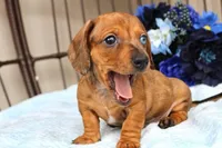 Milo AKC registrable , a male Miniature Dachshund for sale in Rochester, IN – Photo 7 of 7