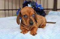 Milo AKC registrable , a male Miniature Dachshund for sale in Rochester, IN – Photo 6 of 7