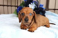 Milo AKC registrable , a male Miniature Dachshund for sale in Rochester, IN – Photo 3 of 7
