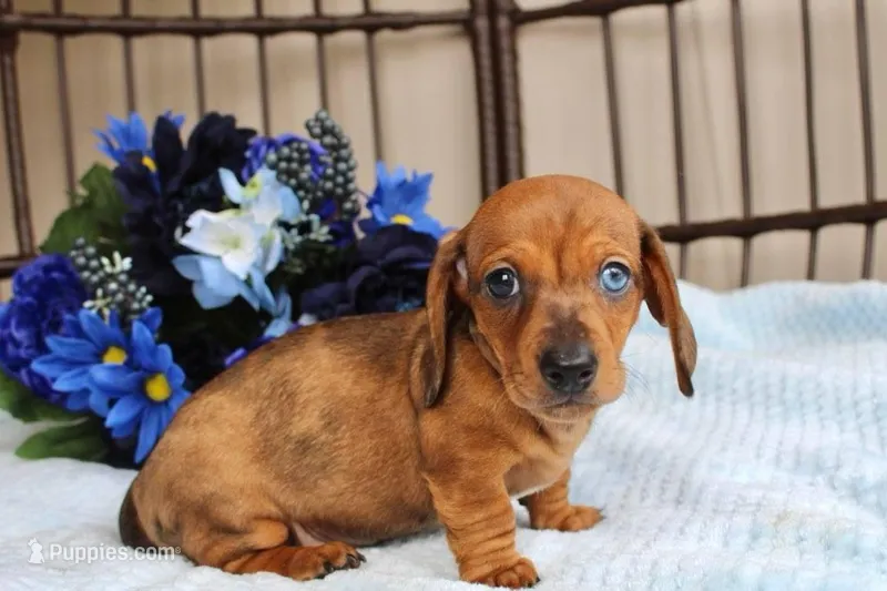 Milo AKC registrable  – Miniature Dachshund puppy for sale in Rochester, IN