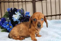 Milo AKC registrable , a male Miniature Dachshund for sale in Rochester, IN – Photo 1 of 7