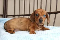 Milo AKC registrable , a male Miniature Dachshund for sale in Rochester, IN – Photo 4 of 7