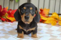 Pumpkin, a male Miniature Dachshund for sale in Rochester, IN – 3 of 7