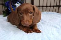 Chili, a male Miniature Dachshund for sale in Rochester, IN – 6 of 7