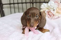 Hershey, a female Miniature Dachshund for sale in Rochester, IN – 6 of 10