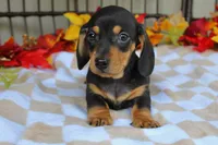 Pumpkin, a male Miniature Dachshund for sale in Rochester, IN – 7 of 7