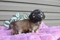 Betsy , a female Cavapoo for sale in Liberty, KY – 6 of 6