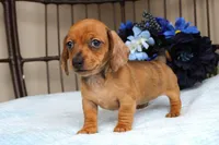 Dash AKC registrable , a male Miniature Dachshund for sale in Rochester, IN – Photo 2 of 5