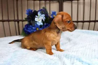 Dash AKC registrable , a male Miniature Dachshund for sale in Rochester, IN – Photo 5 of 5