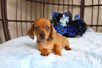 Dash AKC registrable , a male Miniature Dachshund for sale in Rochester, IN – Photo 3 of 5