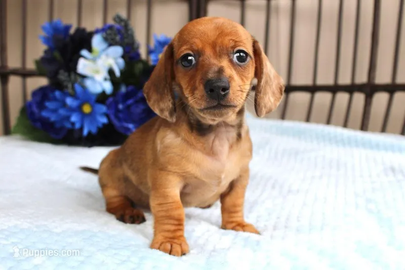 Dash AKC registrable  – Miniature Dachshund puppy for sale in Rochester, IN