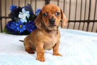 Dash AKC registrable , a male Miniature Dachshund for sale in Rochester, IN – Photo 1 of 5