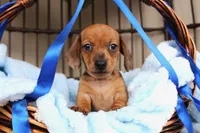 Dash AKC registrable , a male Miniature Dachshund for sale in Rochester, IN – Photo 4 of 5