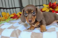 Maple, a female Miniature Dachshund for sale in Rochester, IN – 6 of 7