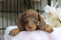 Tootsie, a female Miniature Dachshund for sale in Rochester, IN – 2 of 9