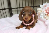 Tootsie, a female Miniature Dachshund for sale in Rochester, IN – 7 of 9