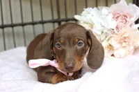 Hershey, a female Miniature Dachshund for sale in Rochester, IN – 10 of 10