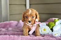 Maple , a female Cavapoo for sale in Liberty, KY – 4 of 6