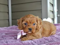 Ginger, a female Cavapoo for sale in Liberty, KY – 3 of 7