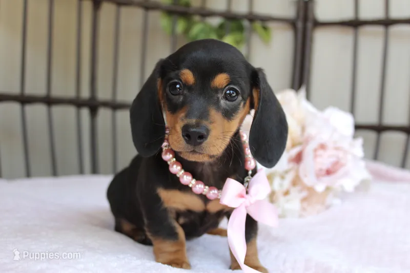 Aspen – Miniature Dachshund puppy for sale in Rochester, IN