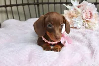 Tootsie, a female Miniature Dachshund for sale in Rochester, IN – 5 of 9