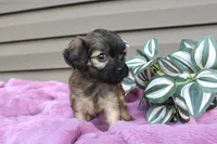 Betsy , a female Cavapoo for sale in Liberty, KY – 4 of 6