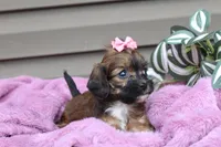 Velvet, a female Cavapoo for sale in Liberty, KY – 6 of 9