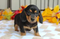Pumpkin, a male Miniature Dachshund for sale in Rochester, IN – 2 of 7