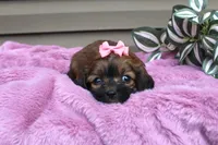 Velvet, a female Cavapoo for sale in Liberty, KY – 9 of 9