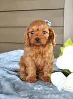 Pumpkin, a male Cavapoo for sale in Liberty, KY – 4 of 7
