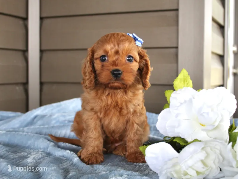Pumpkin – Cavapoo puppy for sale in Liberty, KY