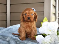 Pumpkin, a male Cavapoo for sale in Liberty, KY – 1 of 7