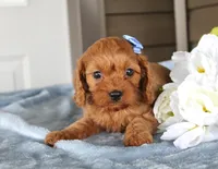 Pumpkin, a male Cavapoo for sale in Liberty, KY – 3 of 7