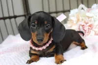 Sadie, a female Miniature Dachshund for sale in Rochester, IN – 6 of 7