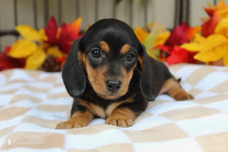 Aspen – Miniature Dachshund puppy for sale in Rochester, IN