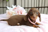 Tootsie, a female Miniature Dachshund for sale in Rochester, IN – 3 of 9