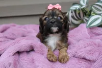 Velvet, a female Cavapoo for sale in Liberty, KY – 5 of 9
