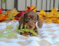 Maple, a female Miniature Dachshund for sale in Rochester, IN – 3 of 7